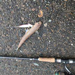 サゴシ狙い撃沈